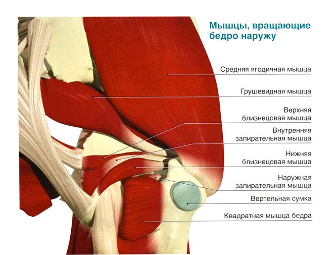 Тазобедренный сустав строение анатомия