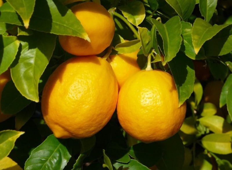 Лимон при подагре, его польза или вред
