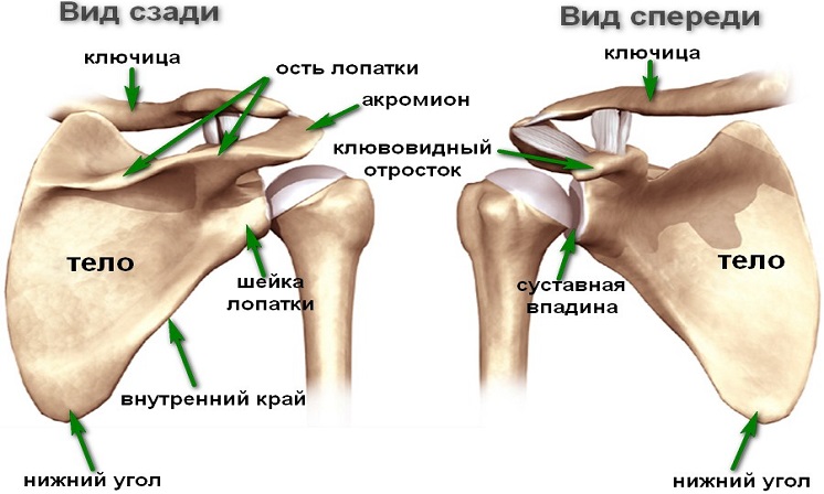 Рентген плечевого сустава в двух проекциях