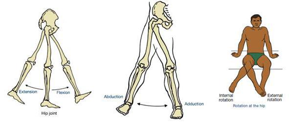 Тазобедренный сустав строение анатомия