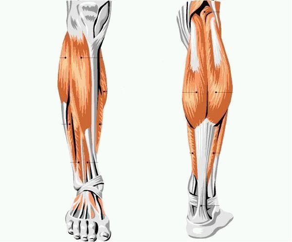 Строение ноги человека ниже колена схемы и описания Фото