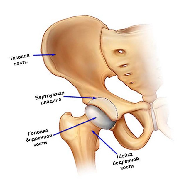 Действие, применение, побочные эффекты и противопоказания Димексида при артрозе коленного сустава