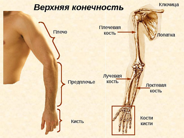 Зачем выполнять ЛФК при переломе костей руки в области лучезапястного сустава
