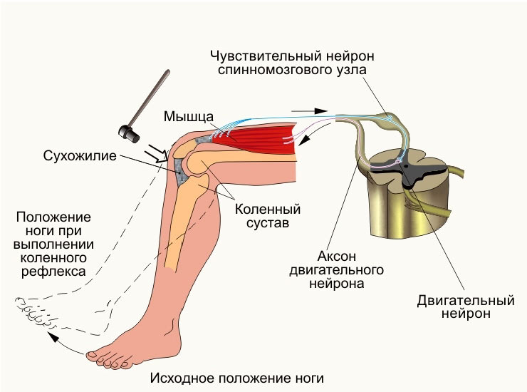 Рефлекс коленного сустава описание