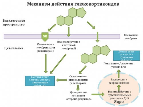 Тилорон как принимать взрослым схема