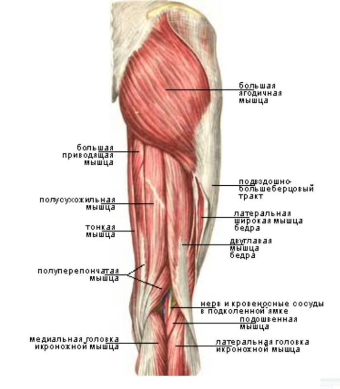 Строение ноги человека ниже колена схемы и описания Фото