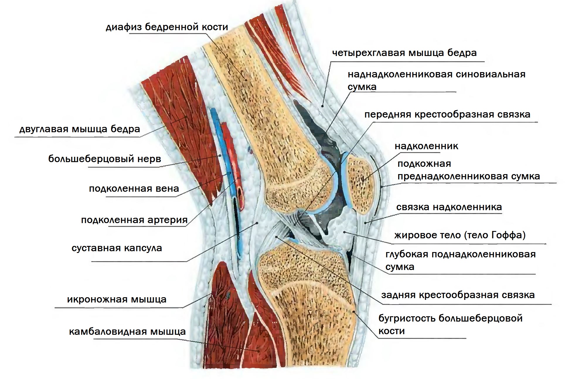 Как устроено колено. Коленный сустав анатомия человека связки сбоку. Строение левого коленного сустава связки мышцы.